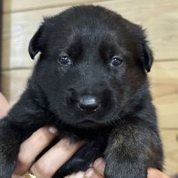 Girl 1 - dark female - Black sable female Belgian Malinois puppy in Dallas, Texas from OreVis Malinois