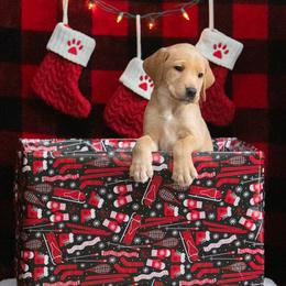 Labrador Retriever Puppies from Sun Ridge Labradors