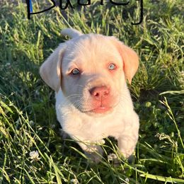 Labrador Retrievers from Cedar Hollow Labradors