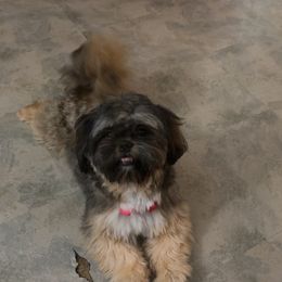 Shih Tzu puppies from Pup Paw-lace
