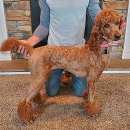 Penny - Poodle