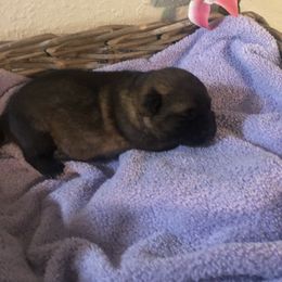 German Shepherd Puppies from Alte Schule Shepherds