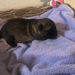 German Shepherd Puppies from Alte Schule Shepherds