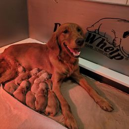 Boy 2 - Golden male Golden Retriever puppy in Greensburg, Kentucky from Southern Springs Goldens