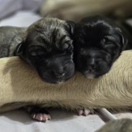 Anatolian Shepherd Dog Puppies from Florida Anatolian Shepherds