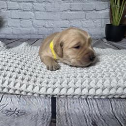 Carolina - Golden female Golden Retriever puppy in Piedmont, South Carolina from The Farm at Saluda Ridge
