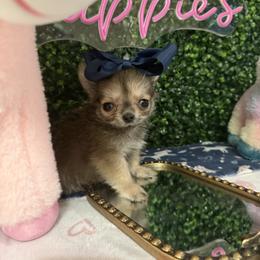 Mini Troy 5500 - Black sabled fawn male Chihuahua puppy in Miami, Florida from Natalias Tiny Chihuahuas
