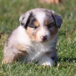 Volley - Blue merle female Australian Shepherd puppy in Mount Sterling, Ohio from Northern Lights Working Dogs