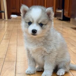Finn - Wolf sable male Pomsky puppy in Doon, Iowa from Luxury Pomsky