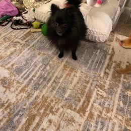Pomeranian All Grown Up from Adita May's Pomeranians