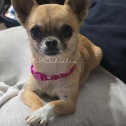 Lucy - Chihuahua