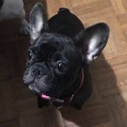 French Bulldog All Grown Up from Kandie Kowalski