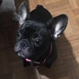French Bulldog All Grown Up from Kandie Kowalski
