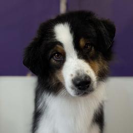 Ruffian - Australian Shepherd