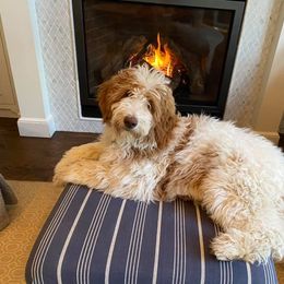 Goldendoodle All Grown Up from Doodles of Colorado