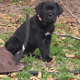 Pink girl - Black female Cane Corso puppy in Mc Ewen, Tennessee from Worldwide Kennels
