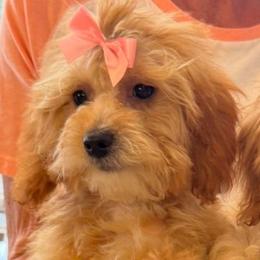 Tootsie - Apricot female Goldendoodle puppy in Saint Cloud, Florida from Rising Star Kennels
