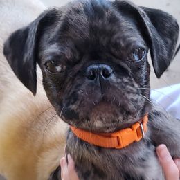 Brody - Pug