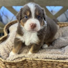 Girl 1: Fern - Red tri-color female Australian Shepherd puppy in Volant, Pennsylvania from Addie's Aussies