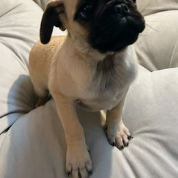 Pug Puppies from Pugs Puppies 🐶
