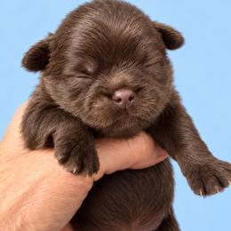 Blaise - Chocolate male Shih Tzu puppy in Tallahassee, Florida from Bows and Bow Ties