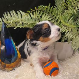 Jacob - Black tan and white male Biewer Terrier puppy in Conetoe, North Carolina from Southern Belle's Biewer Terriers & Papillons