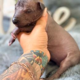 Carmiña - Black female Xoloitzcuintli puppy in Victorville, California from Elegancia Vintage Xoloitzcuintle