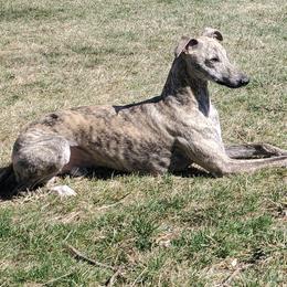 Jet - Whippet