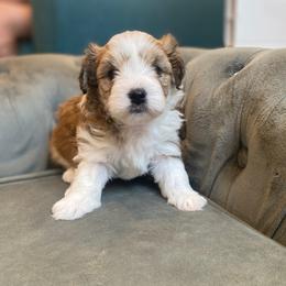 Goldendoodle and Havapoo Puppies from Lady Paws Puppies