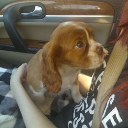 Cocoa - Cavalier King Charles Spaniel