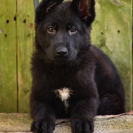 German Shepherd Puppies from Von Müllerstrand