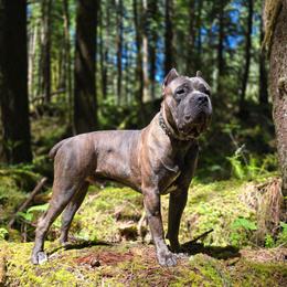 Lucky Baby - Cane Corso