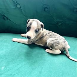 Fay - Fawn brindle female Whippet puppy in Clinton, Tennessee from Ivanhoe Borzoi
