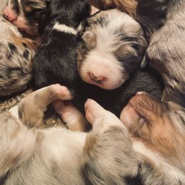 Aussiedoodle and Australian Shepherd Puppies from Faith, Feathers & FurBabies