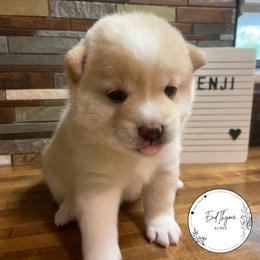 Kenji - Cream male Shiba Inu puppy in Lakeland, Florida from EndThyme Acres