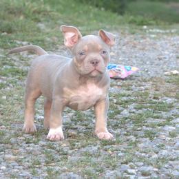 Carhart - Lilac tri-color male American Bully puppy in Orlinda, Tennessee from SimplyBullies