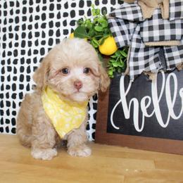 Pete - Cream male Poodle puppy in Hugo, Oklahoma from Ann R.