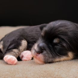 Hermione - Black and tan female Havapoo puppy in Hendersonville, North Carolina from Grayfinn House