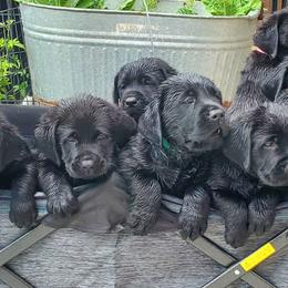 Labrador Retriever Puppies from Labs4Ever Labradors