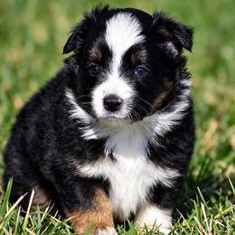 Lilac - Black tri female Miniature Australian Shepherd puppy in Lowgap, North Carolina from Baileys Mini Aussies
