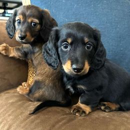 Blaze - Dachshund puppy from Lazy K&M Dachshunds