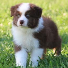 Red Tri Male 2 - Red tri-color male Australian Shepherd puppy in Northport, Alabama from Sipsey River Australian Shepherds