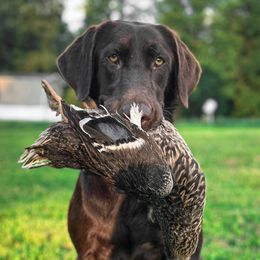 Coral - Labrador Retriever
