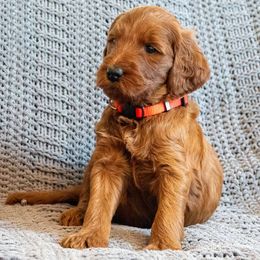 Red Girl - Goldendoodle puppy from Botcherby Doodles