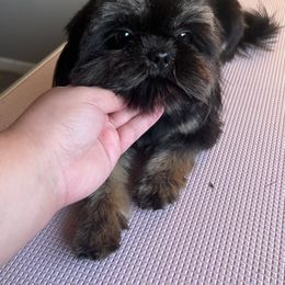 Butter - Shih Tzu