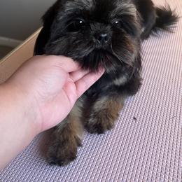 Butter - Shih Tzu