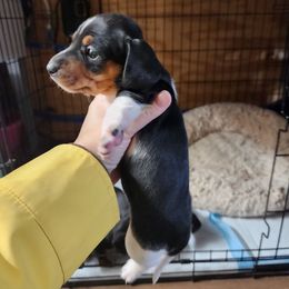 Darcy - Piebald female Dachshund puppy in Cedarcreek, Missouri from Cedarcreek Dachshunds