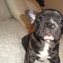 French Bulldog Puppies from Teri's French Bulldogs of West Texas