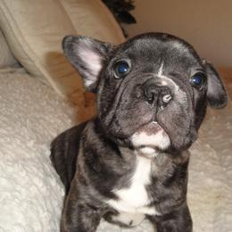 French Bulldog Puppies from Teri's French Bulldogs of West Texas