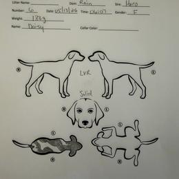 Daisy - Liver roan female German Shorthaired Pointer puppy in San Antonio, Texas from Alvarado Farm Kennels, LLC